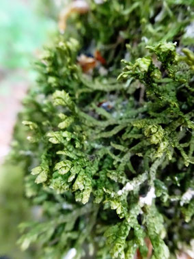 Porella platyphylla, Plateau du Barrois (photo ugo)