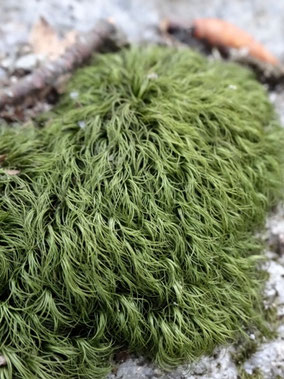 Dicranella heteromalla, Vosges (photo Ugo)
