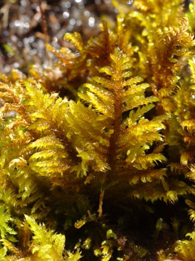 Palustriella commutata, Luchonnais (photo Ugo)