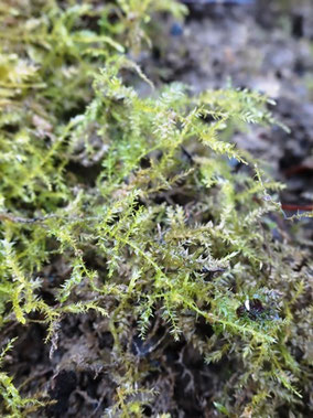Oxyrrhynchium hians, Piémont vosgien (photo Ugo)
