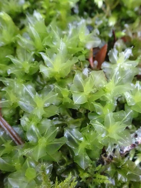 Rhizomnium punctatum, Massif central (photo ugo)