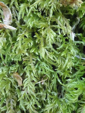 Plasteurhynchium striatulum, Lorraine (photo Ugo)