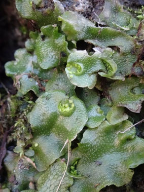 Lunularia cruciata, Rives du Lez, Ariège (photo Ugo)