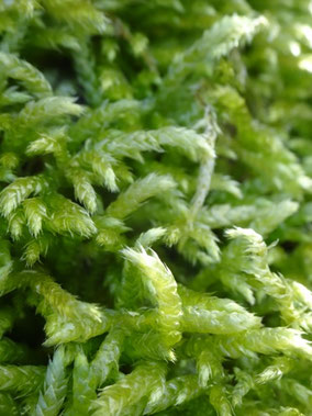 Brachythecium rutabulum, Lorraine (photo ugo)