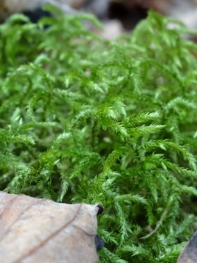Loeskeobryum brevirostre, Vosges (photo Ugo)