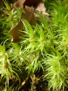 Dicranum polysetum, Hautes-Vosges (photo Ugo)