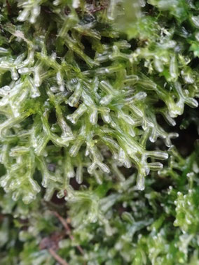 Metzgeria conjugata, Vosges du sud (Photo Ugo)