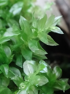 Plagiomnium cuspidatum, Vallée du Lys (photo Ugo)