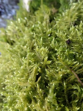 Cratoneuron filicinum, Côtes de Meuse (photo Ugo)