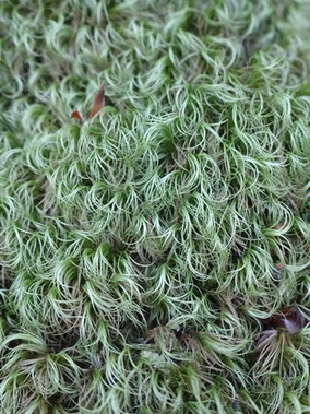 Paraleucobryum longifolium, Vosges (Photo Ugo)