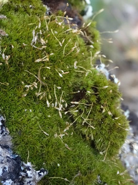 Dicranoweisia cirrata, Massif des Vosges (photo Ugo)