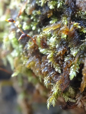 Rhynchostegium murale, Côte de Meuse (photo Ugo)