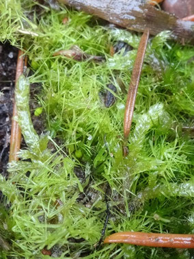 Campylopus piriformis, Massif vosgien (photo Ugo)