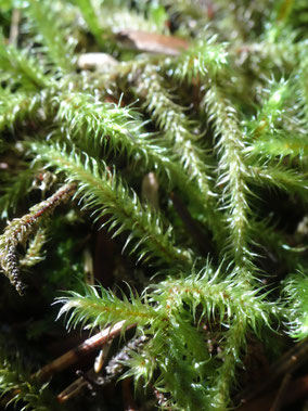 Rhytidiadelphus loreus, Massif central (photo ugo)