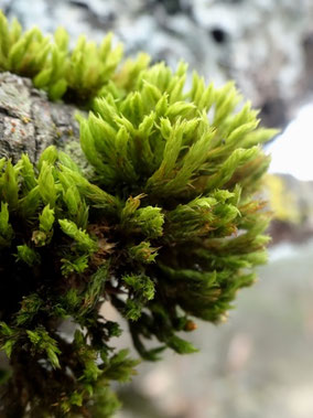 Lewinskya striata, Piémont Alsace (photo Ugo)