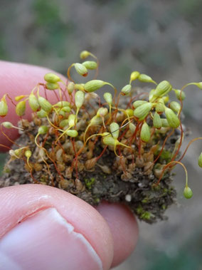 Funaria hygrometrica, Piémont vosgien (photo Ugo)