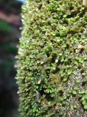 Frullania dilatata, Massif des Vosges (photo Ugo)
