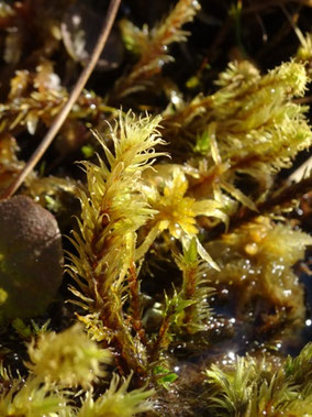 Aulacomnium palustre, Hautes-Vosges (photo ugo)