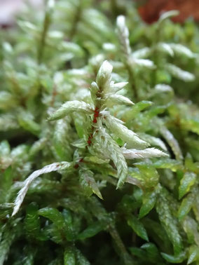 Pleurozium schreberi, Massif des Vosges (photo ugo)