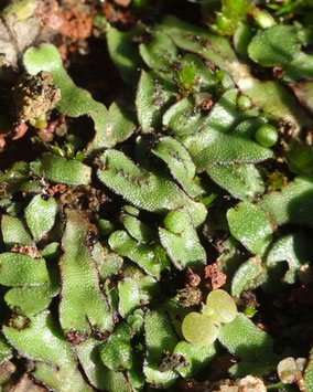 Mannia androgyna, Tenerife (photo Ugo)