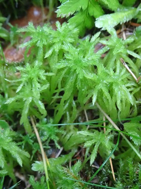 Sphagnum girgensohnii, Vosges (photo Ugo)