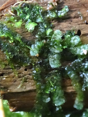Calypogeia azurea, Massif des Vosges (photo Ugo)