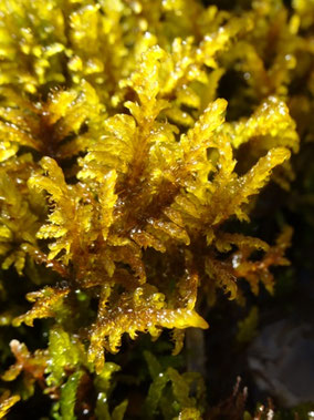 Palustriella falcata, Pyrénées centrales (photo Ugo)