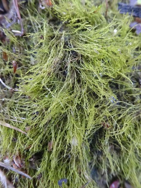 Archidium alternifolium, Lorraine (photo Ugo)