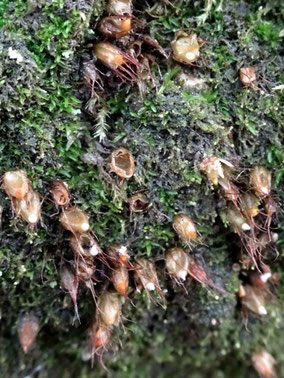 Diphyscium foliosum, Vosges (photo Ugo)