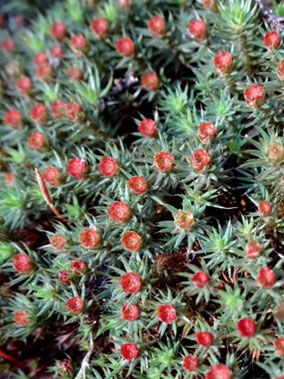 Polytrichum piliferum, piémont alsacien (photo ugo)