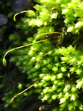 Mnium hornum, Massif des Vosges (photo ugo)