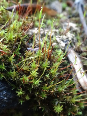 Barbula unguiculata, plateau du Barrois (photo Ugo)