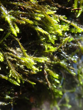Hygroamblystegium tenax, Lorraine (photo Ugo)