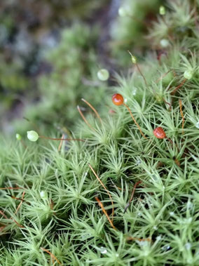 Bartramia pomiformis, Massif des Vosges (photo ugo)