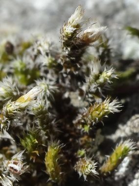 Hedwigia emodica, Piémont Alsace (photo Ugo)