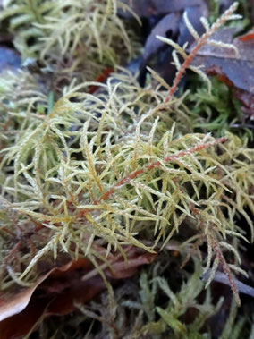 Hylocomiastrum umbratum, Vosges (photo Ugo)