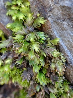 Fissidens dubius, Lac Pavin, Auvergne (photo ugo)