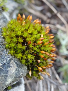 Orthotrichum anomalum, Alsace (photo Ugo)