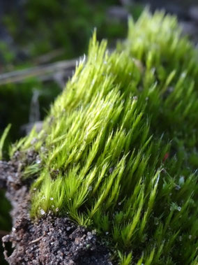 Campylopus introflexus, Massif vosgien (photo Ugo)