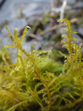 Drepanocladus aduncus, Côtes de Meuse (photo Ugo)