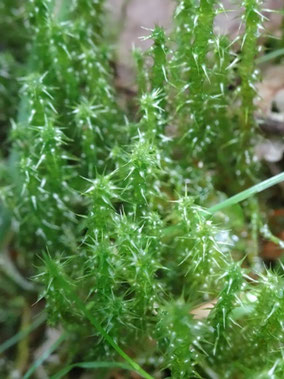 Rhytidiadelphus squarrosus, Vosges (photo ugo)