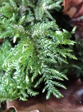 Thamnobryum alopecurum, Vosges (photo Ugo)