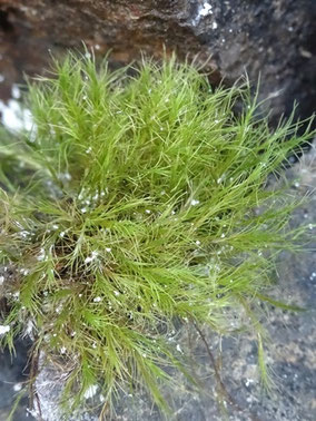 Distichium capillaceum, Luchonnais (photo Ugo)