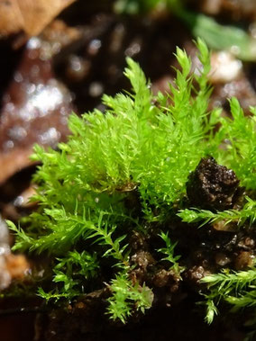 Philonotis caespitosa, Massif vosgien (photo Ugo)