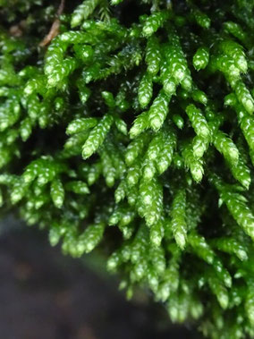 Cirriphyllum crassinervium, Taennchel (photo Ugo)