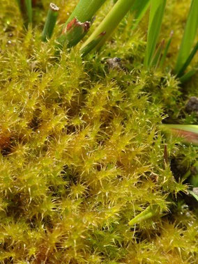 Campylium stellatum, Sud meusien (photo Ugo)