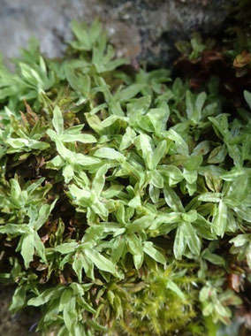 Encalypta streptocarpa, Côtes de Meuse (Photo Ugo)