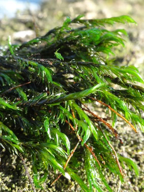 Cinclidotus aquaticus, Vallée de l'Ornain (photo Ugo)