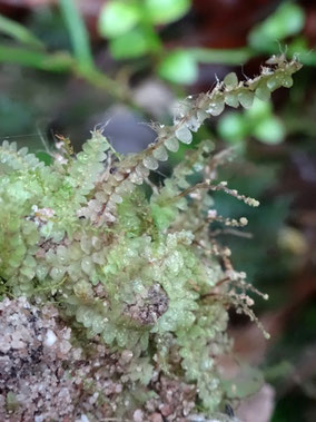 Calypogeia integristipula, Massif vosgien (photo Ugo)
