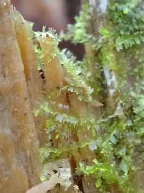Lophocolea minor, Côtes de Meuse (photo Ugo)